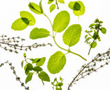 Power Mist Frosted Mint